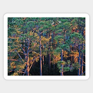 Carolina Pines Sticker